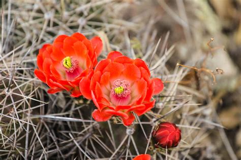 Desert Roses Cactus Flowers 4 10 2014 Photograph By Renny Spencer Fine Art America