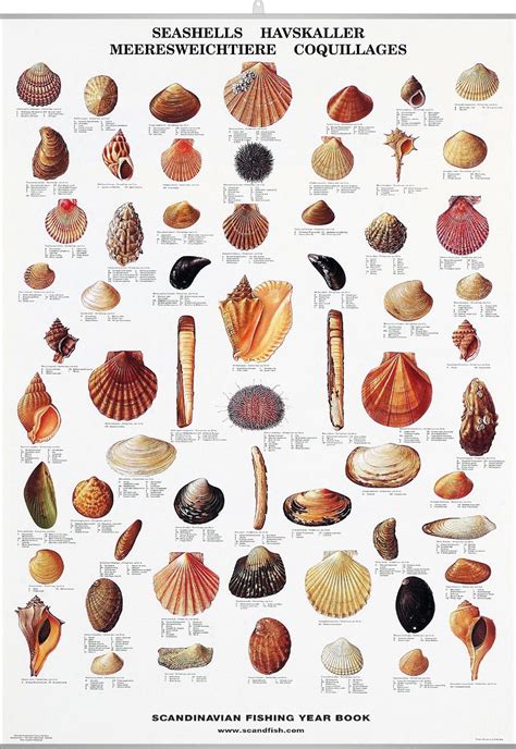 Seashell Poster Beautiful Chart With 62 Seashells Nature Posters