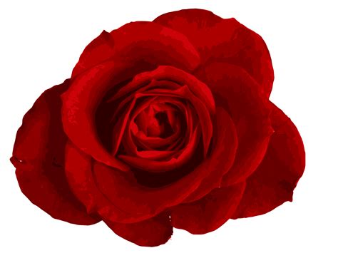 Red Rose PNG Image Transparent OnlyGFX