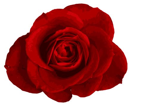 Red Rose Png Image Transparent