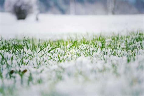 The Best Time To Add Fertilizer To Your Lawn During Winter Coastline