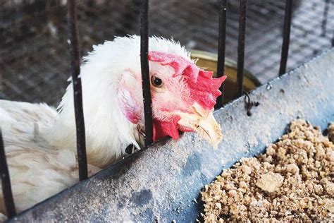 Coccidiosis In Chickens Symptoms Treatment And Prevention