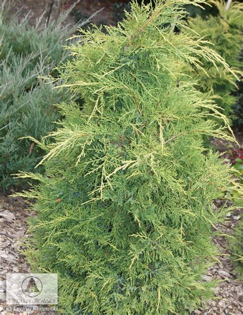 Juniperus X Pfitzeriana King Of Spring J Media King Of Spring