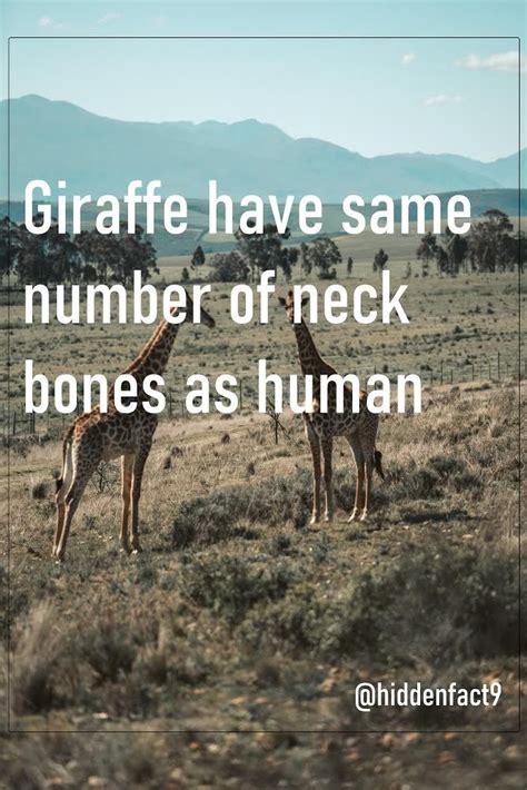 giraffes have the same number of neck bones as humans.