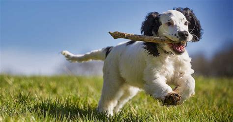 The Danger Of Throwing Sticks For Your Dog Walkerville Vet