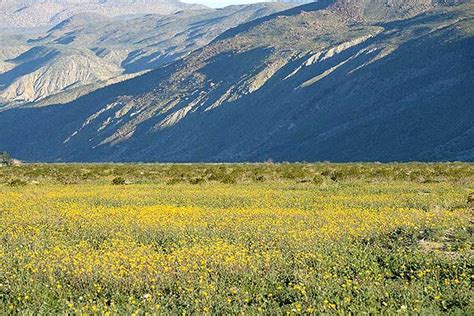 Tomales bay state park torrey pines state reserve trinidad state beach vasquez rocks california site map. Anza Borrego Desert State Park - Wildflower Reports ...