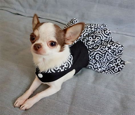 Funny Chihuahua Dog Clothes Dog Dresses Small Dog Teacup Dog