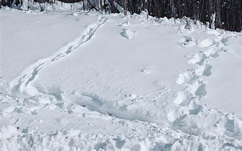 Northland Nature Coping With Deep Snow Duluth News Tribune
