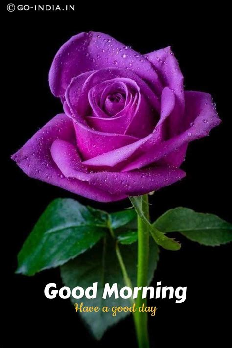 100 Romantic Good Morning Rose Images Best Collection Good Day