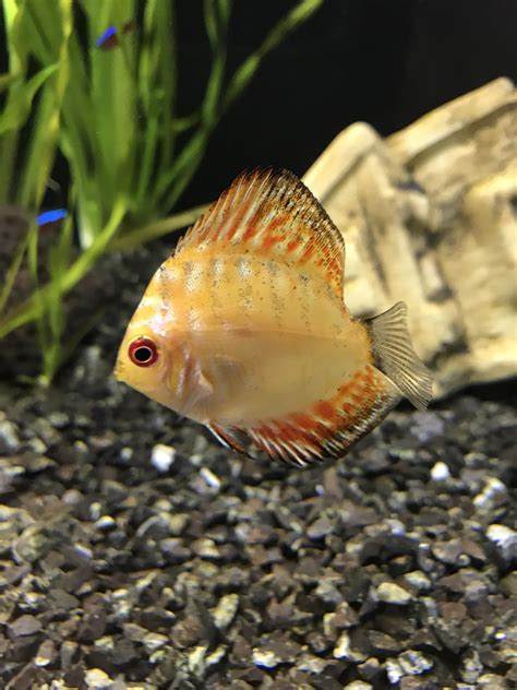 Pigeon believes in preserving and nurturing the qualities that make each baby special. Is this a Pigeon Discus? : Aquariums