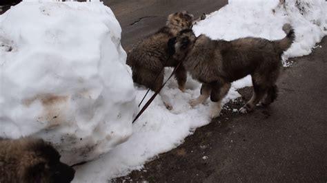caucasian shepherd dog puppies males youtube