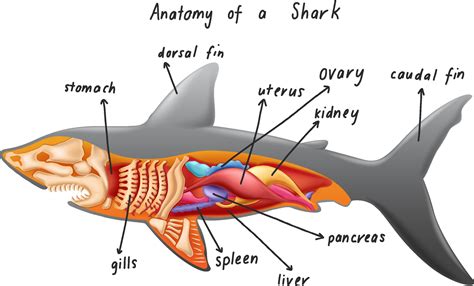 Anatomy Of A Shark 1970265 Vector Art At Vecteezy