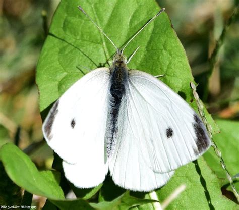 We did not find results for: Cabbage White Butterfly | White butterfly, Butterfly, Insects