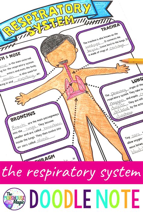 The Respiratory System Doodle Notes Science Doodle Notes