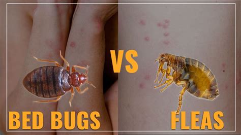 What Is The Difference Between Bed Bugs And Fleas Bed Bugs Sprays