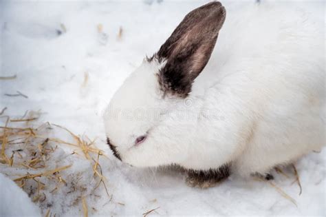 196 Bunnies Snow Stock Photos Free And Royalty Free Stock Photos From