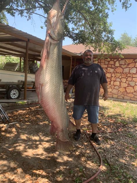 Longest Alligator Gar