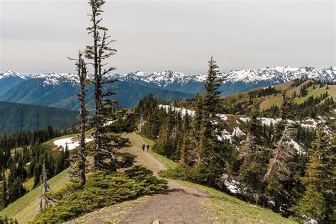 Everything You Need To Know About The Hurricane Ridge Hike Best Hikes