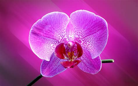 Download Wallpapers Pink Orchid Tropical Flower Orchids Beautiful Flowers For Desktop With