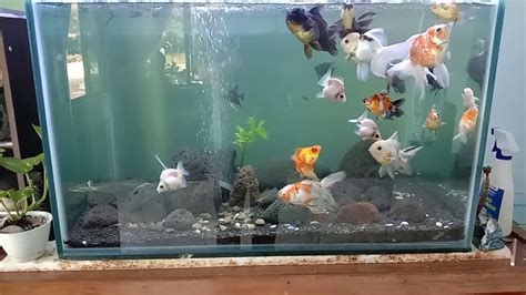 Ikan Hias Di Aquarium Youtube
