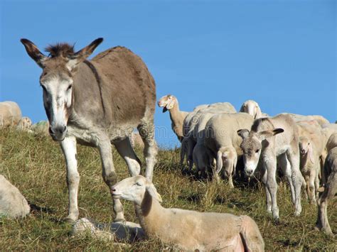 Pastors Donkey In Great Flock With Thousands Of Sheep Stock Image