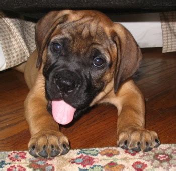 The bullmastiff is a young breed of guard dogs. Bullmastiff Puppies Breeders Bullmastiffs