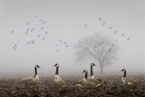 Canada Geese Migrating Geese Flying Geese Foggy Morning Farm Field