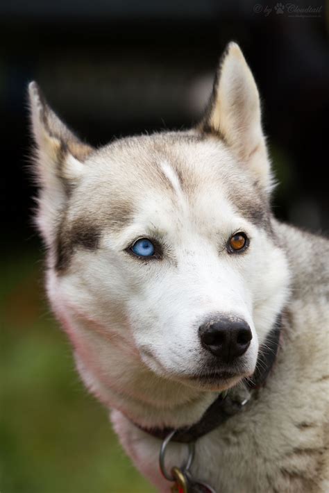 husky siberiano cores branco