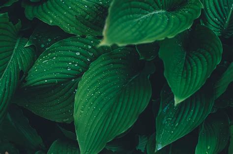 Hd Wallpaper Close Up Dew Green Leaves Plant Wet Nature Leaf