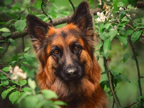 Black And Red German Shepherds Stunning Colors And Remarkable Traits