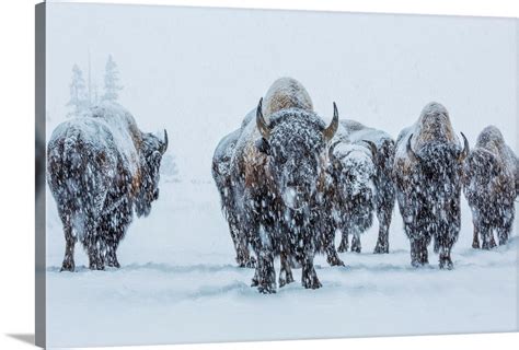 bison in yellowstone national park wall art canvas prints framed prints wall peels great
