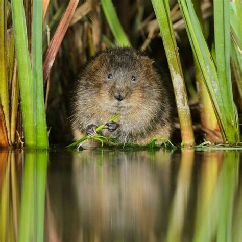 Water Vole Guide How To Identify Where To See And Top Facts Water