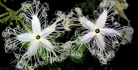 Stunning Photos Of The Worlds Most Unusual Flowers