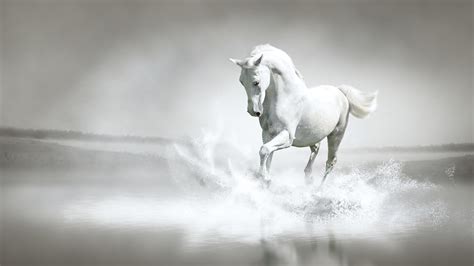 White Horse Wallpaper 4k Hd Id7275