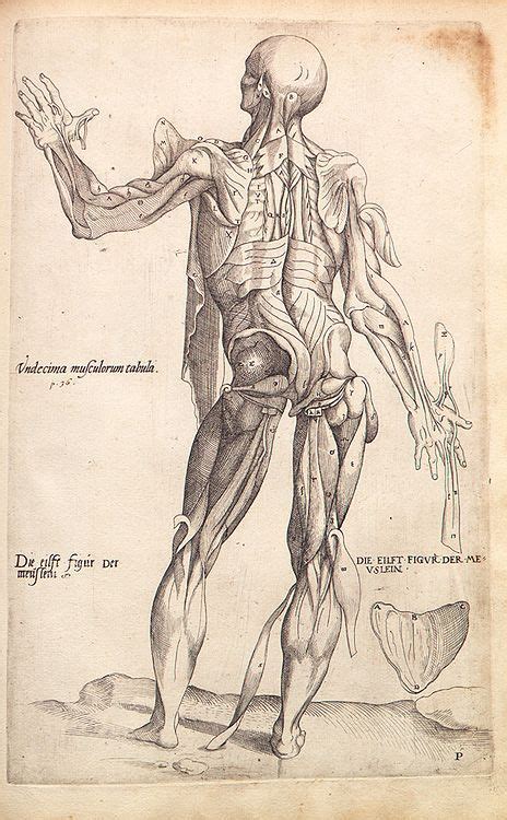 Pin On Human Figure Drawing Anatomy Reference