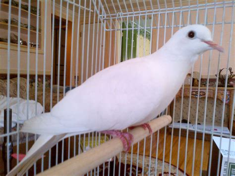 Do White Java Doves Make Good Pets Pets Common Birds Made Goods