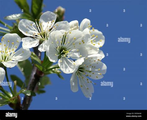 Flowering Cherry Tree Stock Photo Alamy