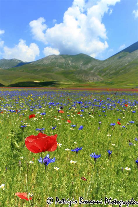 Fiori primaverili fiori selvatici campi stagioni natura emozionante immagini primavera disegno floreale. Campo di lenticchie in fiore Foto % Immagini| campagna ...