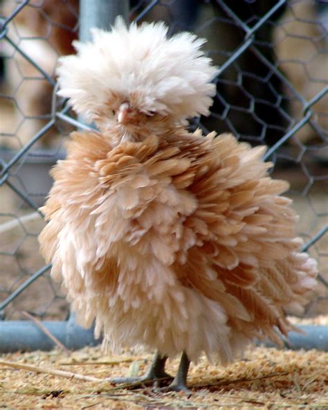 Buff Laced Polish Are Very Rare Breed Of Chickens