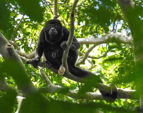 Costa Rica Wildlife Tours