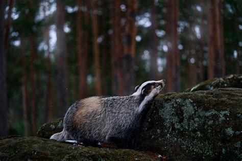 Victory Plans For Northern Ireland Badger Cull Quashed Protect The Wild