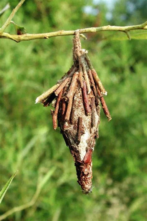 How To Get Rid Of Bagworms On Trees