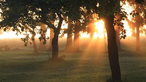 1920x1080 Sun Rays Dawn Morning Light Trees Forest Garden