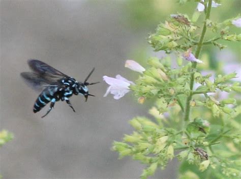 福岡市植物園ブログ: ちいさな大発見No.138（2021.7.27）幸せを呼ぶ青い蜂？