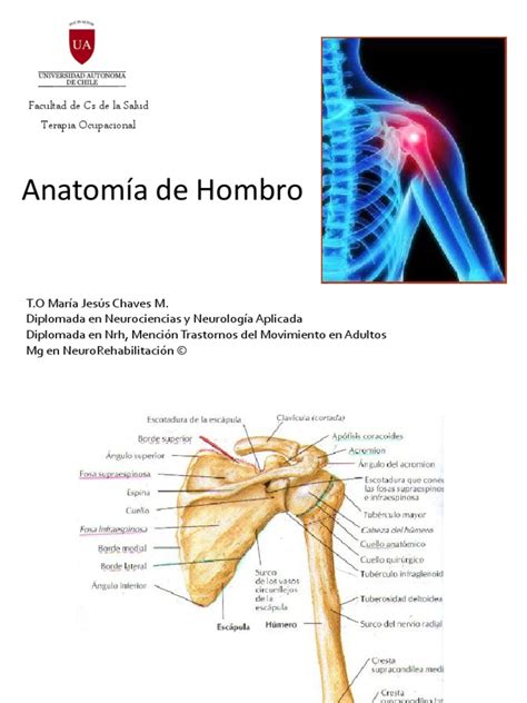 Anatomia De Hombro Hombro Articulaciones
