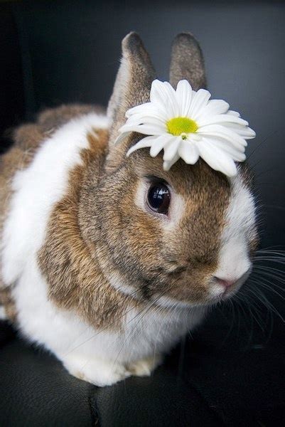Bunny Rabbit Daisy Flower Crown Animals Pinterest Bunny Rabbit