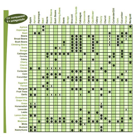 Free 9 Sample Companion Planting Chart Templates In Pdf Ms Word
