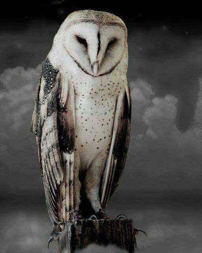 Owls Symbology And Mythology Pagans And Witches Amino