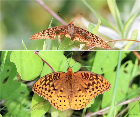 Gsfbfimg0860a Great Spangled Fritillary Butterfly David Tibbetts