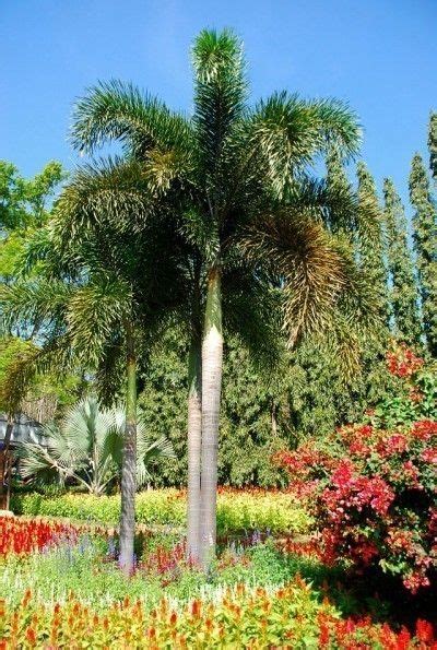 How To Take Care Of Foxtail Palm Trees Foxtail Palm Tree Foxtail